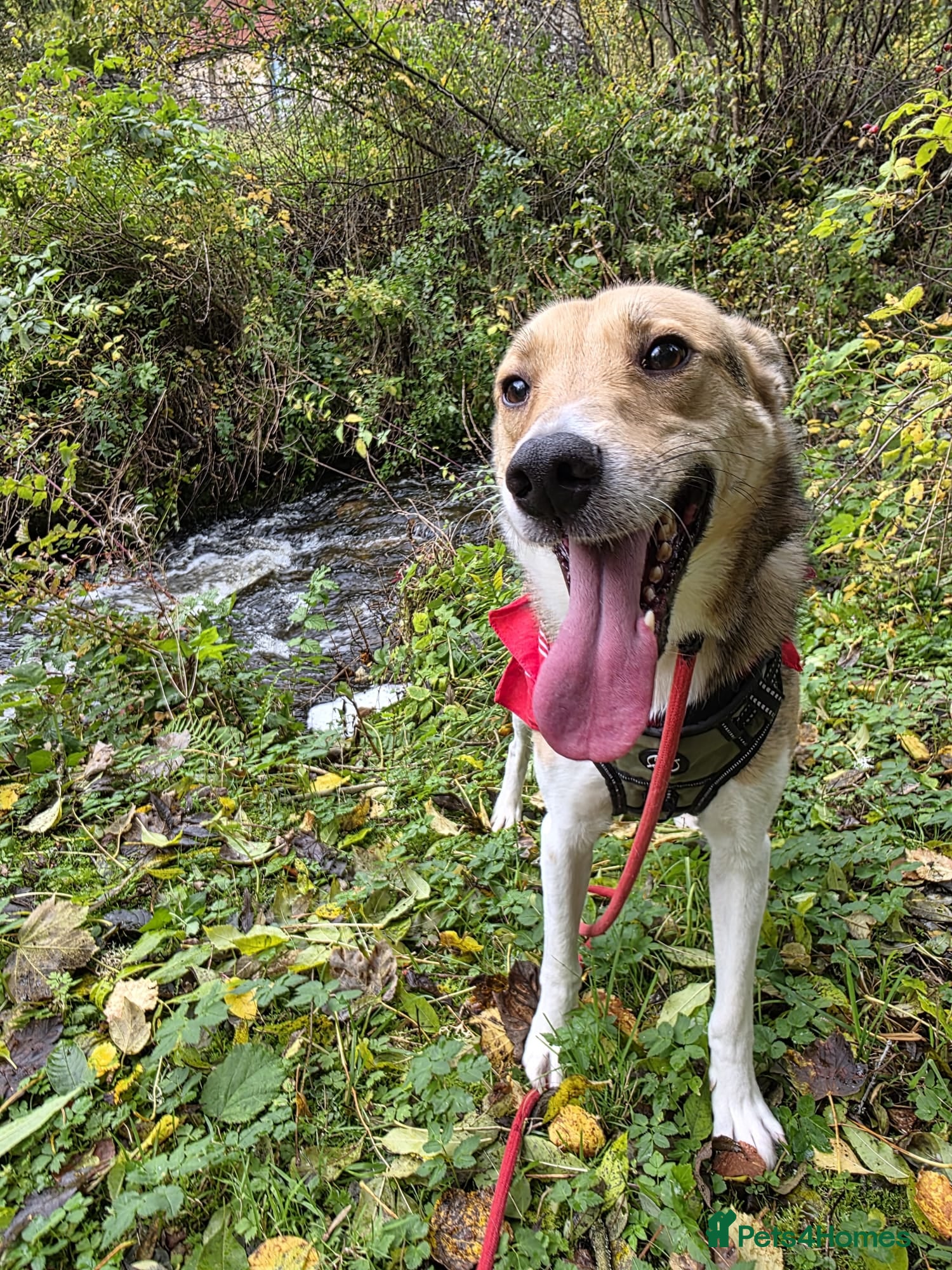 Mixed Breed dogs for adoption: Meet Greisho – the cuddly adventure‑lover in Auchterarder - Advert 9