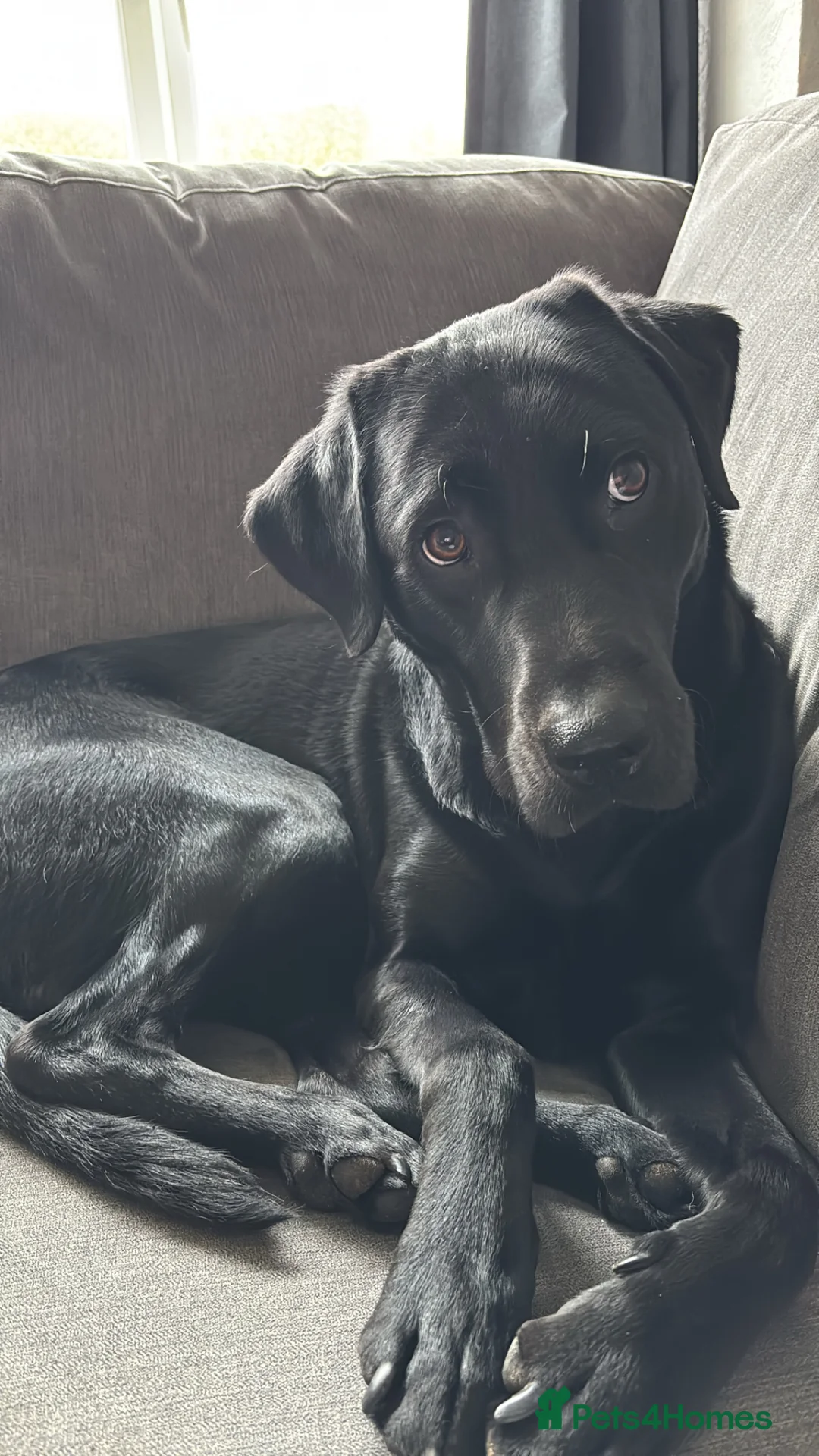 Labrador Retriever dogs for stud: Male Labrador for stud  - Advert 2