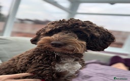 Cockapoo dogs for sale: Cocoa Bean Cockapoo  - Advert 1