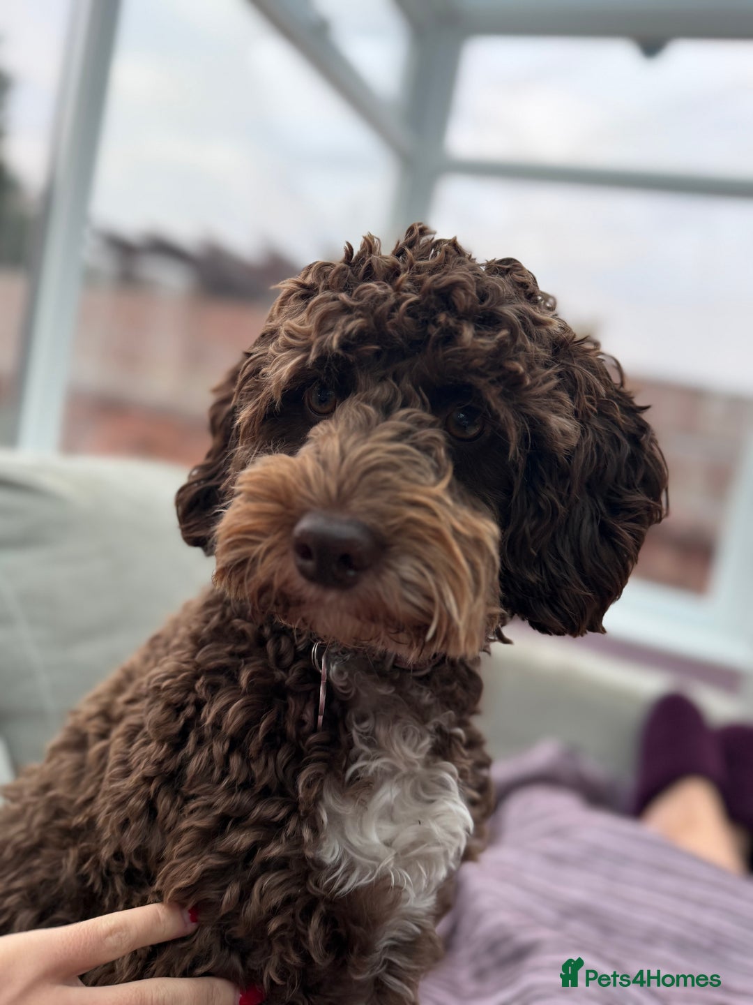 Cockapoo dogs for sale: Cocoa Bean Cockapoo  - Advert 1