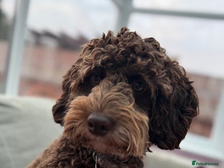 Cockapoo dogs Cocoa Bean Cockapoo - Advert 1