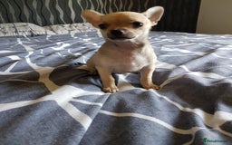 Chihuahua dogs for sale: Gorgeous Chihuahua puppies, ready now. - Image 6