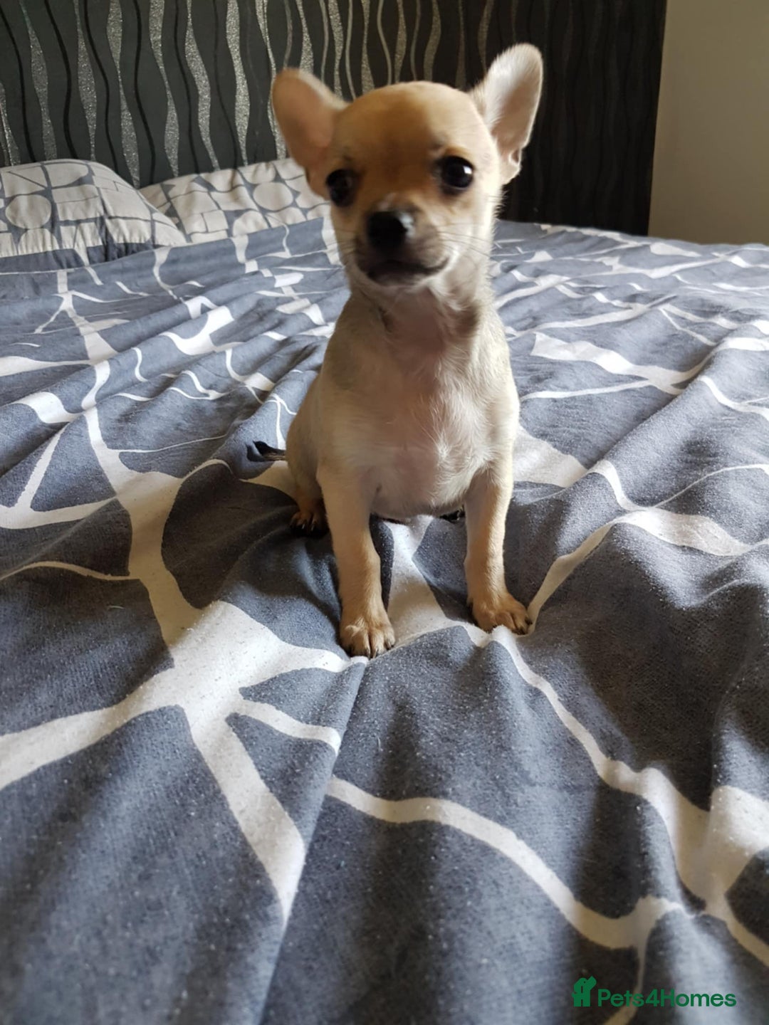 Chihuahua dogs for sale: Gorgeous Chihuahua puppies, ready now. - Image 6