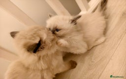 Ragdoll cats for sale: Beautiful Ragdoll Kittens Ready for Sale! - Advert 22