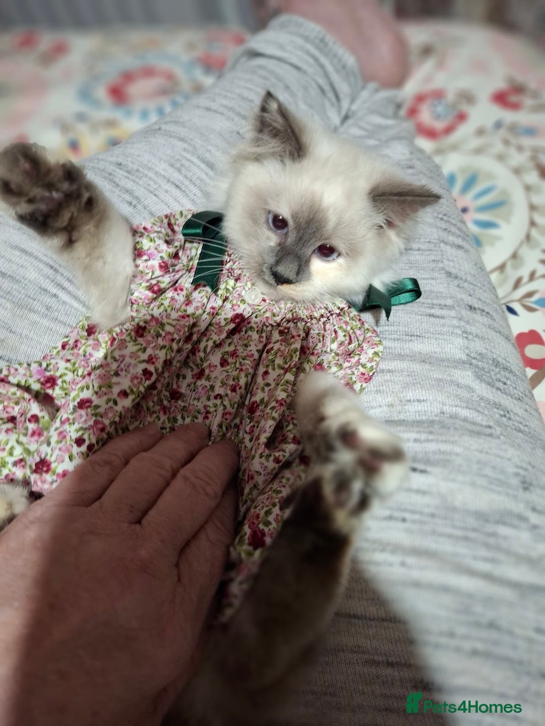 Ragcoon cats for sale: Beautiful Colourpoint Tortie Female Ragdoll Kitten - Image 18
