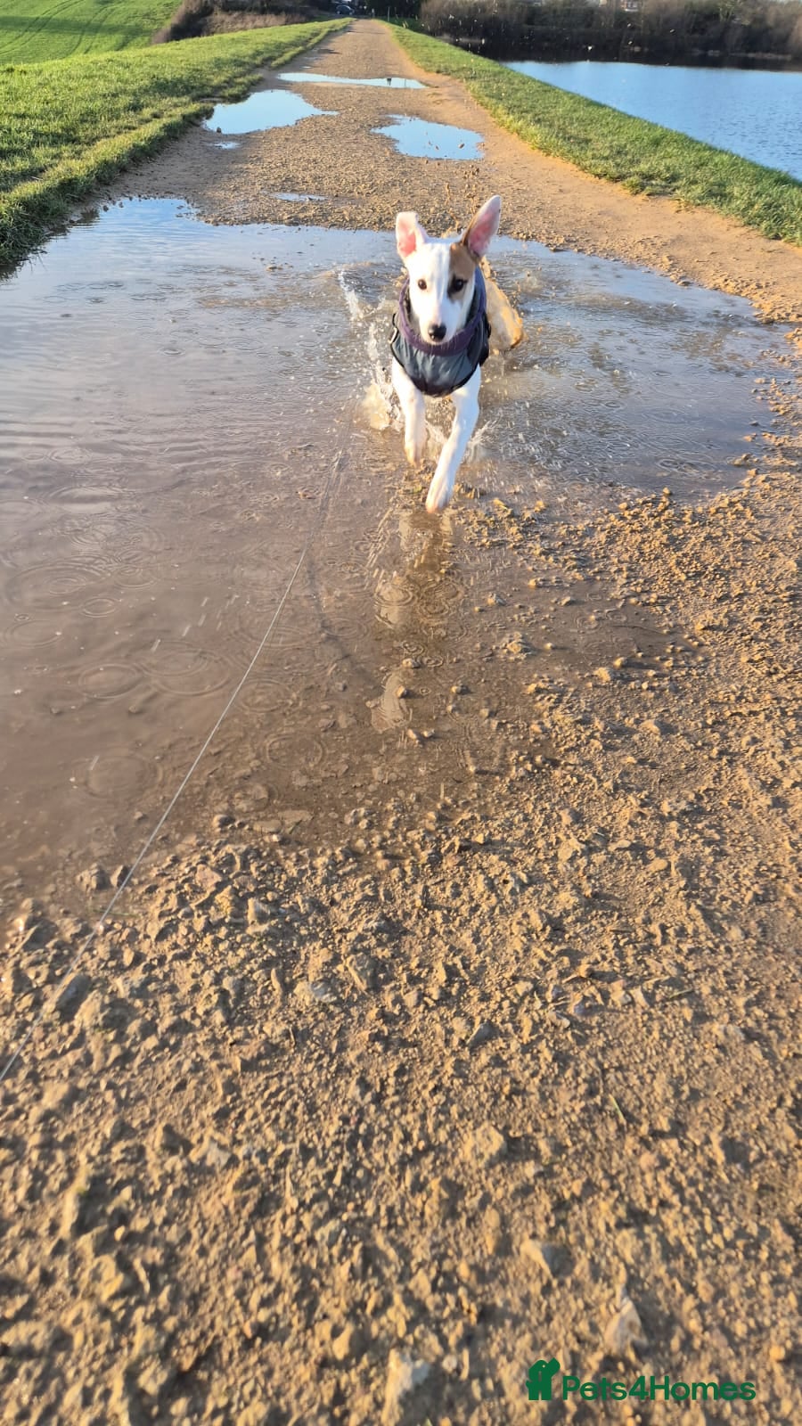 Mixed Breed dogs Lurcher puppy- 7 months old - Advert 1