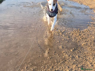 Mixed Breed dogs Lurcher puppy- 7 months old - Advert 1