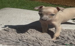 Italian Greyhound dogs for sale: Cooper beautiful silver grey very confident boy - Image 2