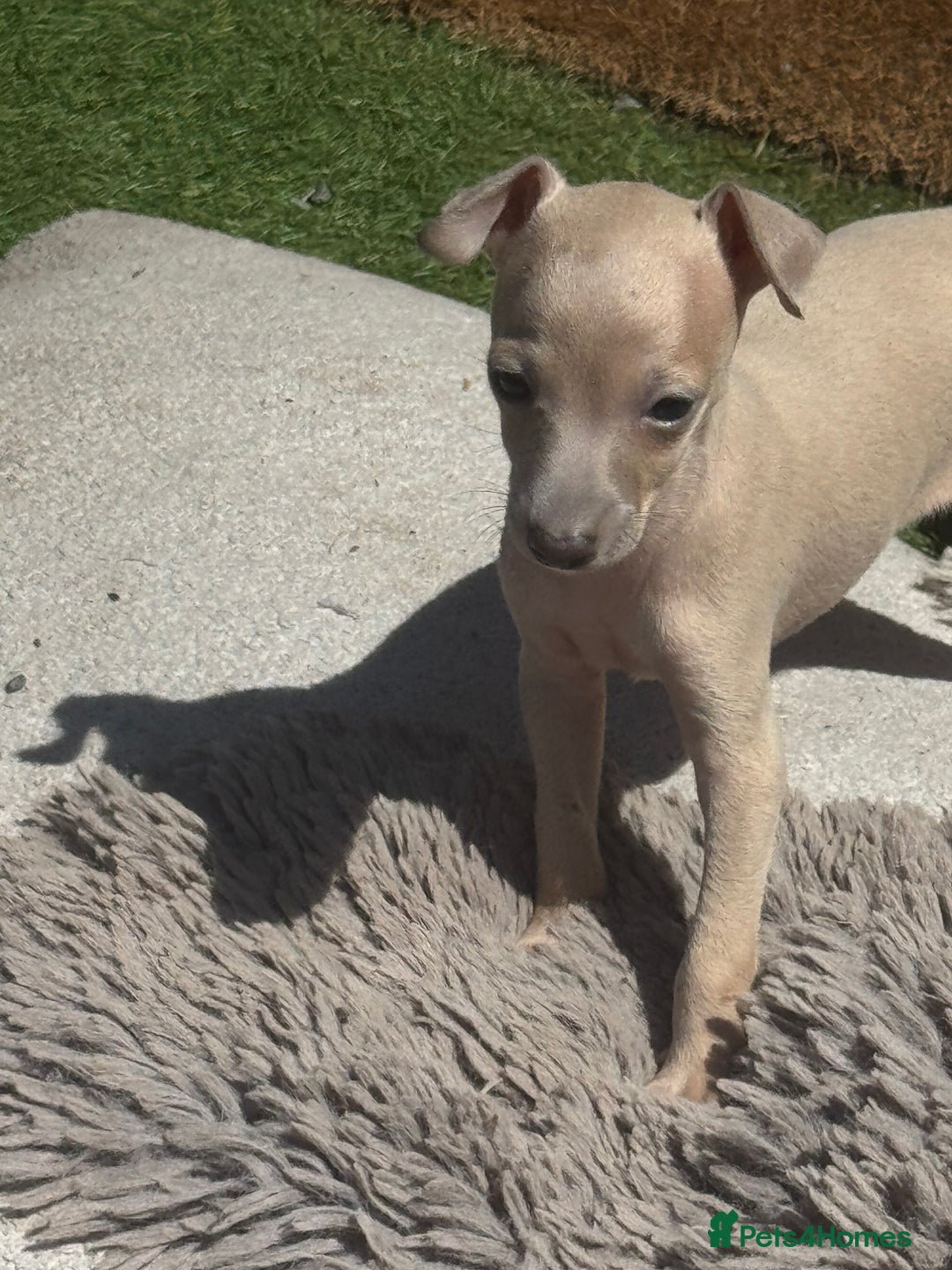 Italian Greyhound dogs for sale: Cooper beautiful silver grey very confident boy - Image 2