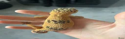 Leopard Gecko reptiles for sale: Leopard gecko healthy  in Waterlooville - Advert 4