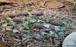 Tortoise reptiles for sale: Med spur thigh tortoise hatchlings  - Image 4