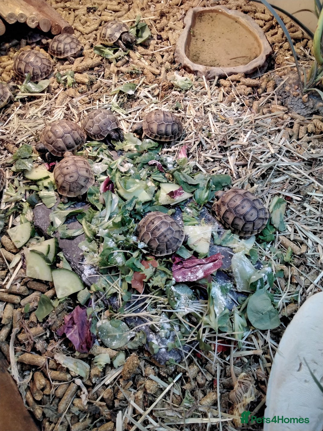 Tortoise reptiles for sale: Med spur thigh tortoise hatchlings  - Image 4