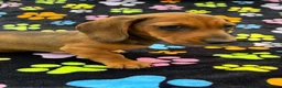 Dachshund dogs for sale: Dachshund Puppies ready for their forever homes - Advert 37
