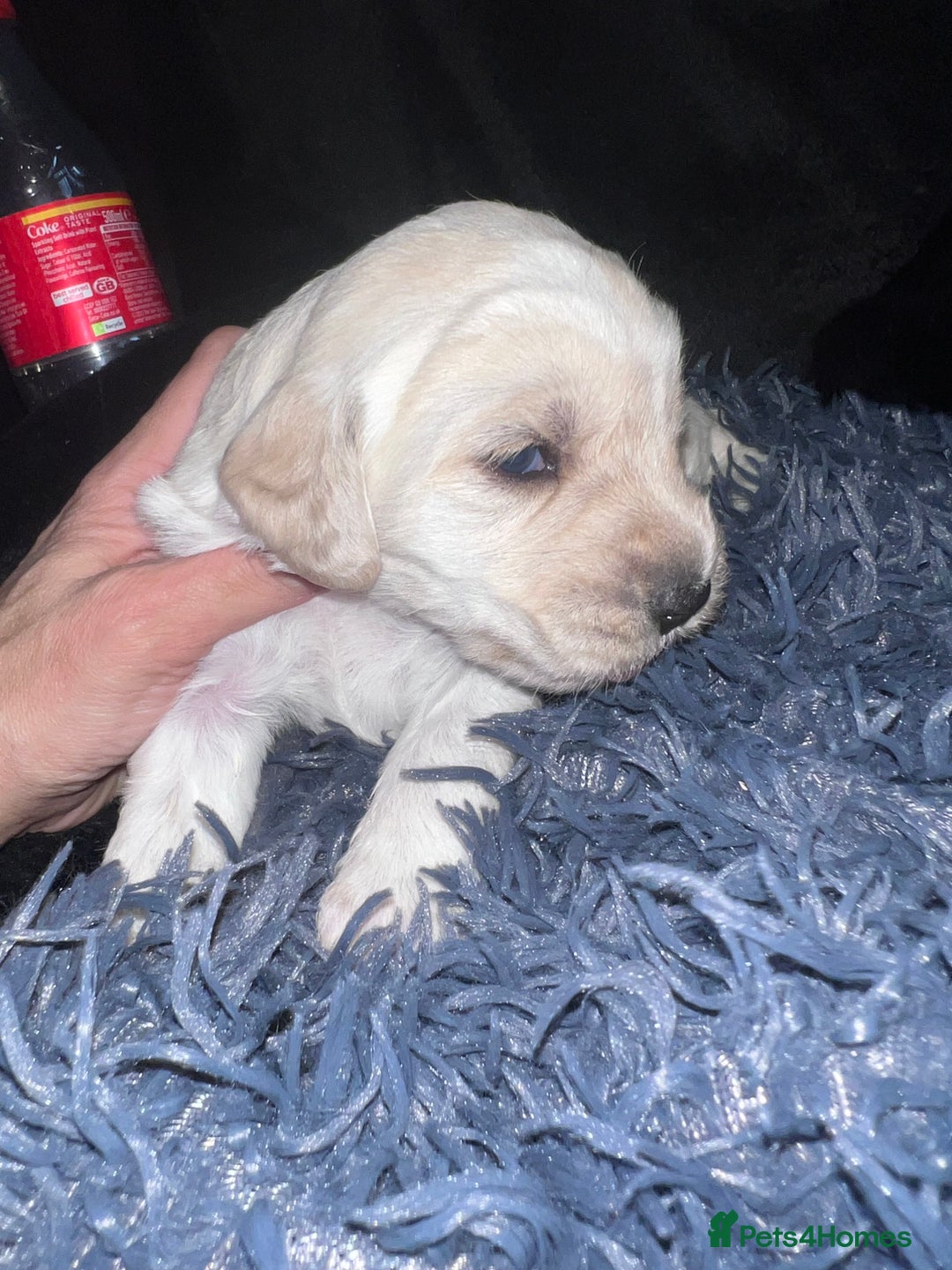 Mixed Breed dogs for sale: 9 BEAUTIFUL CHUNKY LABRADOR/COCKAPOO  - Image 8