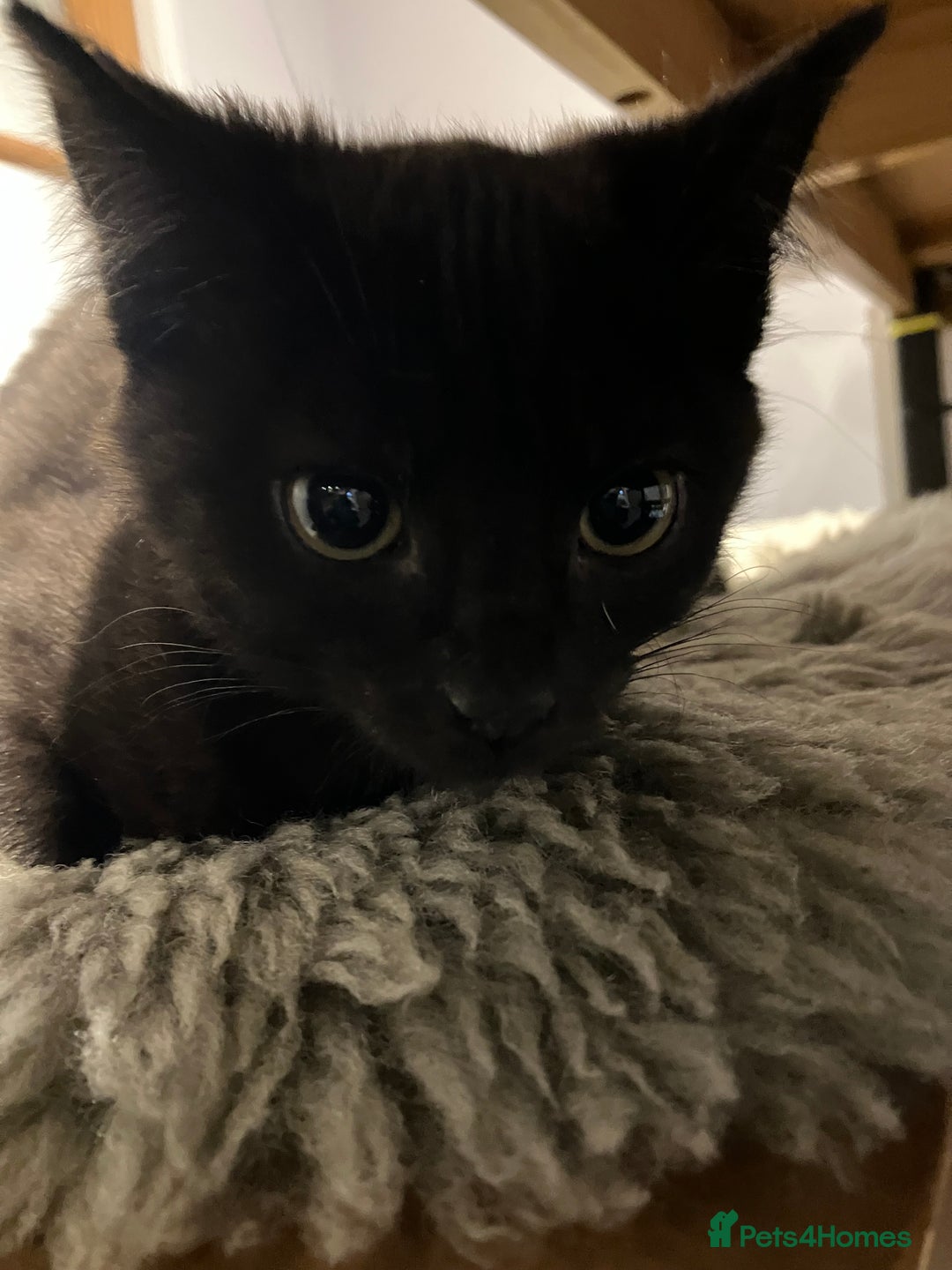 Mixed Breed cats for sale: The cutest little kittens for sale  - Advert 9