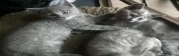 Mixed Breed cats for sale: Ragdoll x British shorthair  - Advert 10