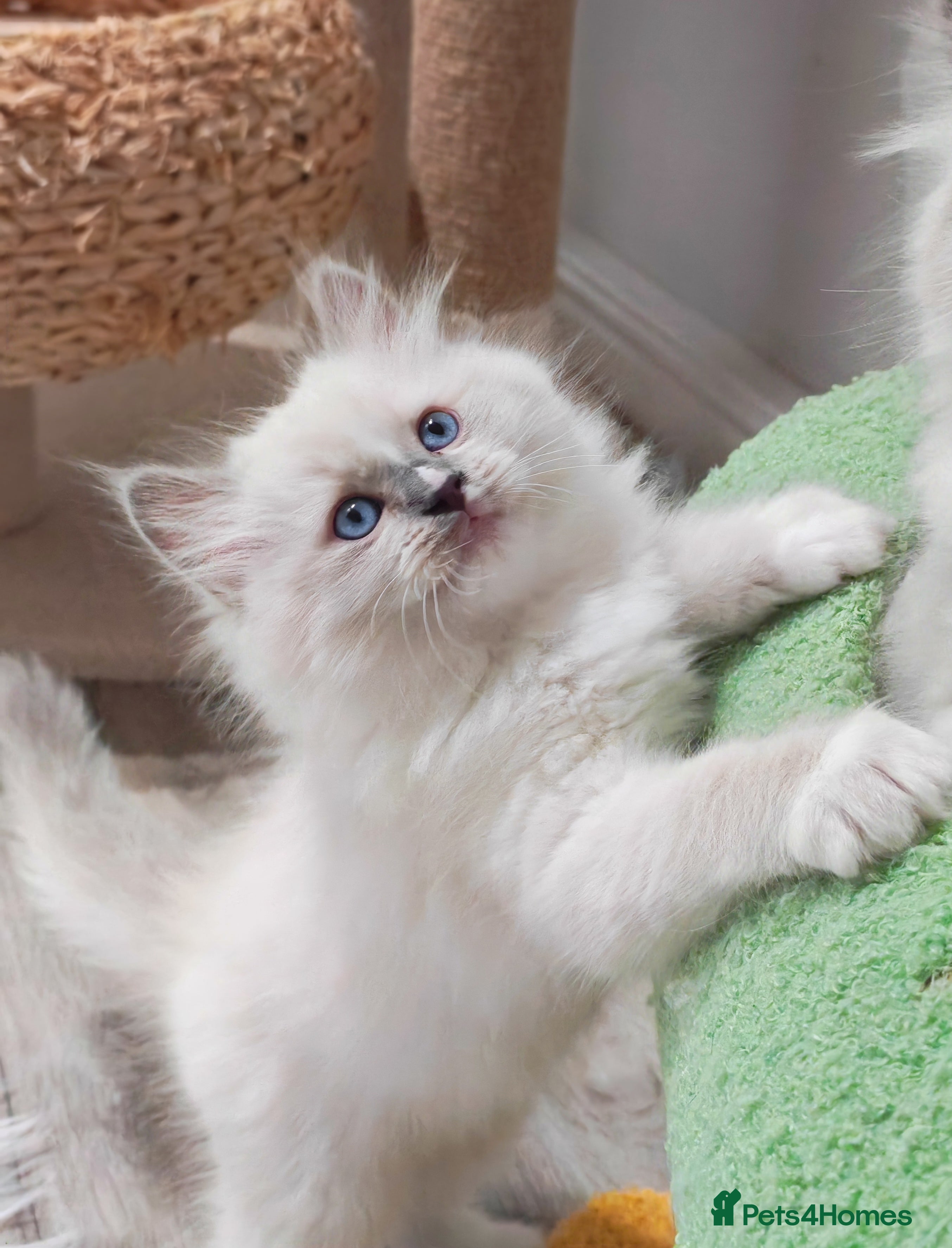 Ragdoll cats Beautiful Purebred Ragdoll Star-Quality Kittens - Advert 2