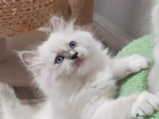 Ragdoll cats Beautiful Purebred Ragdoll Star-Quality Kittens - Advert 2