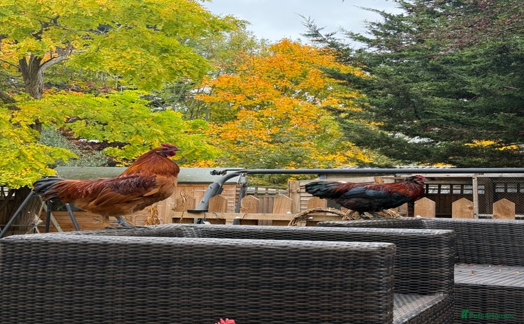 Chickens poultry - Advert 1