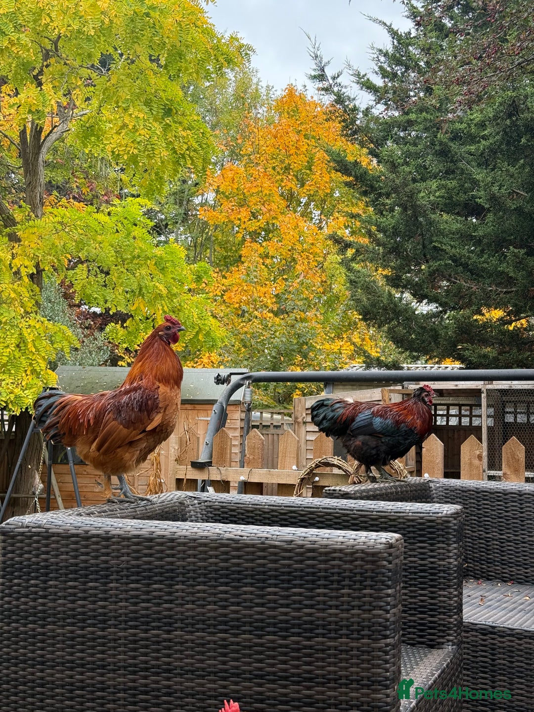 Chickens poultry for sale: 3 silkies mixed cockerels for free to a good home  - Image 1
