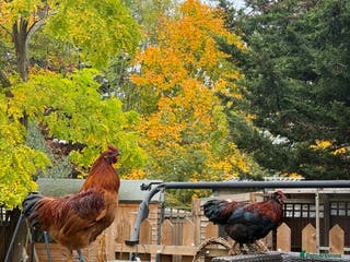 Chickens poultry 3 silkies mixed cockerels for free to a good home - Advert 18