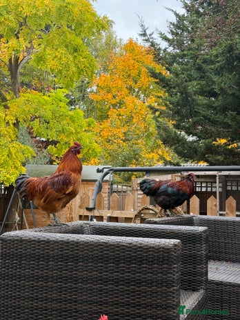 Chickens poultry - Advert 1