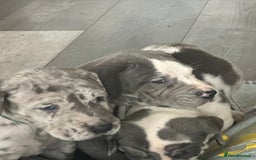 Great Dane dogs for sale: KC registered blue Great Dane puppies - Image 26