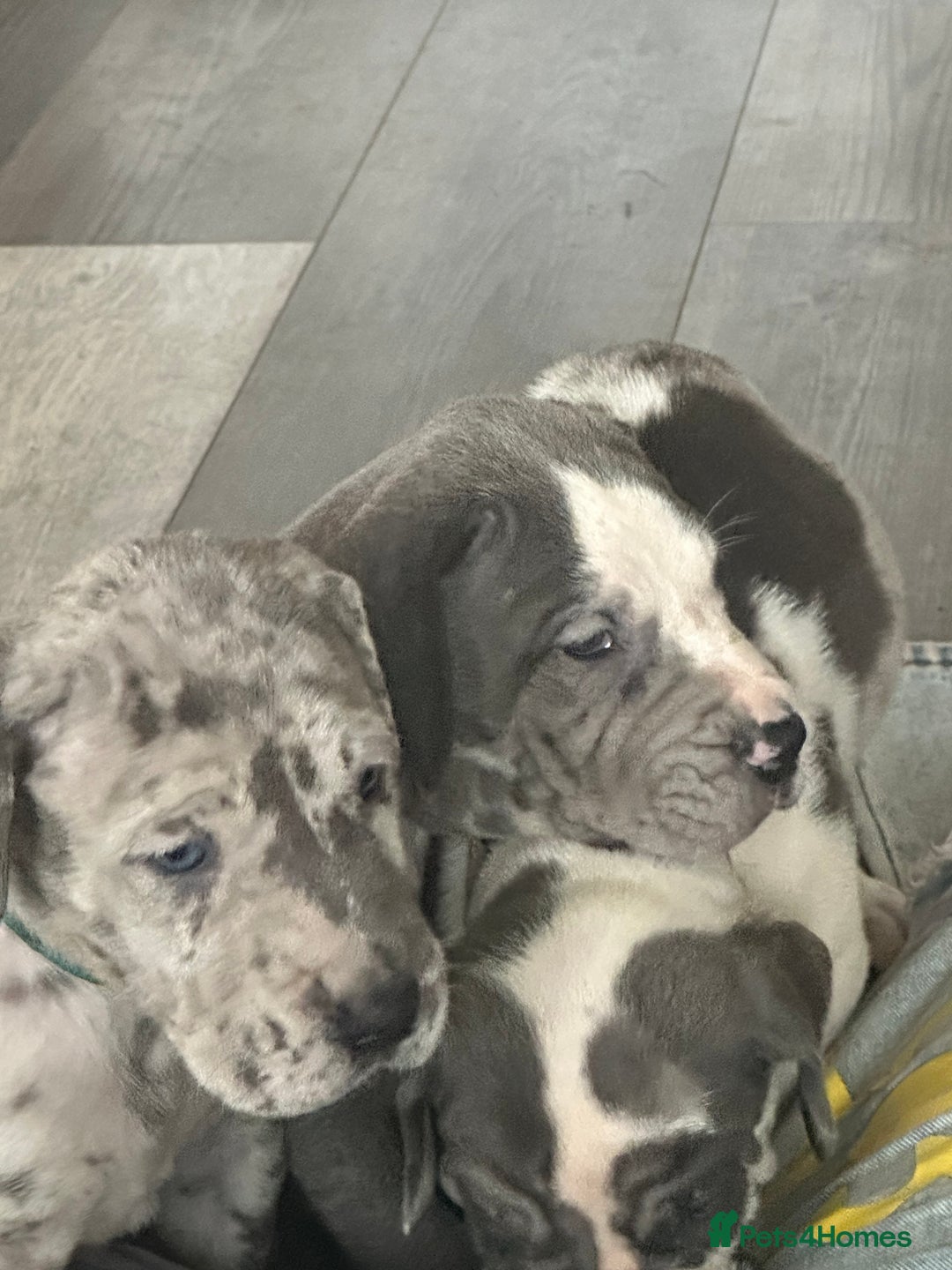 Great Dane dogs for sale: KC registered blue Great Dane puppies - Image 26