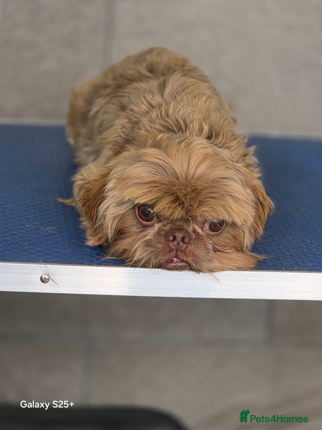 Shih Tzu dogs for sale: READY NOW Chocolate adult boy - Image 4