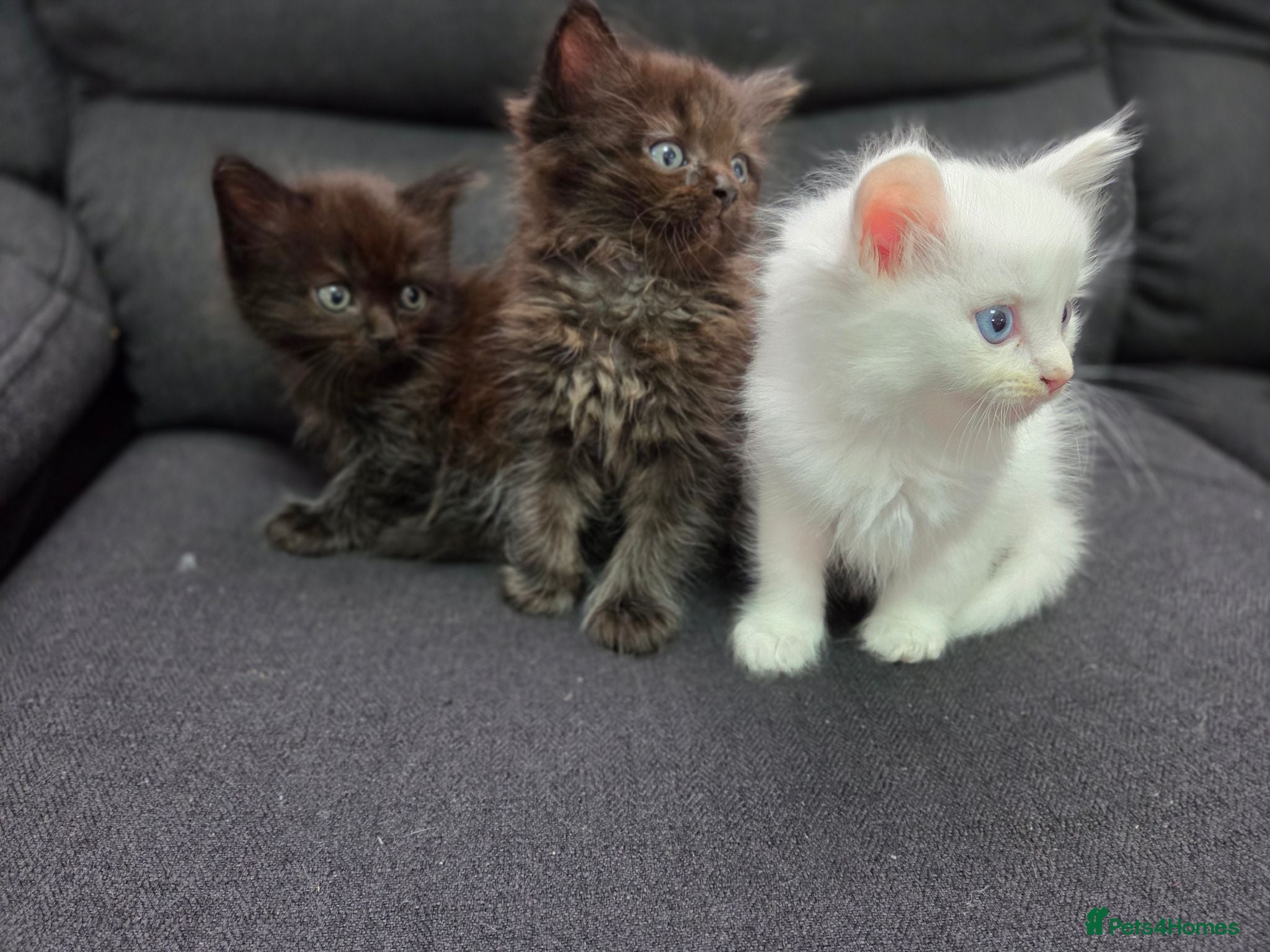 Mixed Breed cats Maine Coon x Ragdoll Kittens - Advert 6