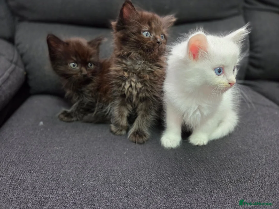 Mixed Breed cats for sale: Maine Coon x Ragdoll Kittens - Advert 1