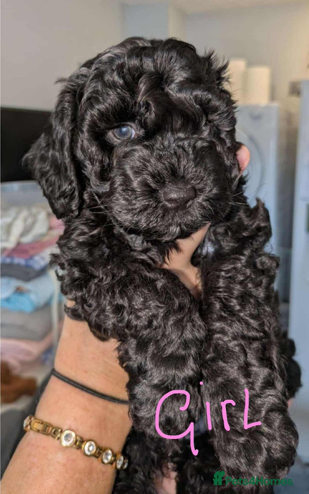 Cockapoo dogs for sale: Cockapoo puppys  - Image 4