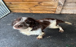 Cocker Spaniel dogs for sale: Beautiful Lemon & Brown Cocker Spaniel Puppies  - Image 13