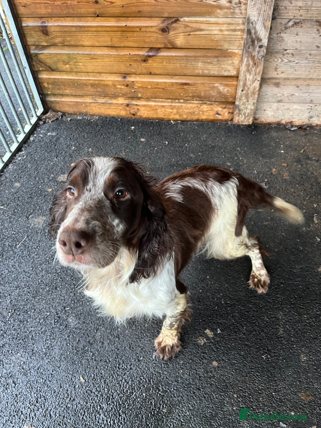 Cocker Spaniel dogs for sale: Beautiful Lemon & Brown Cocker Spaniel Puppies  - Image 13