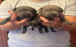 Staffordshire Bull Terrier dogs for sale: Adorable KC Reg/Health Tested SBT Puppies - Image 23