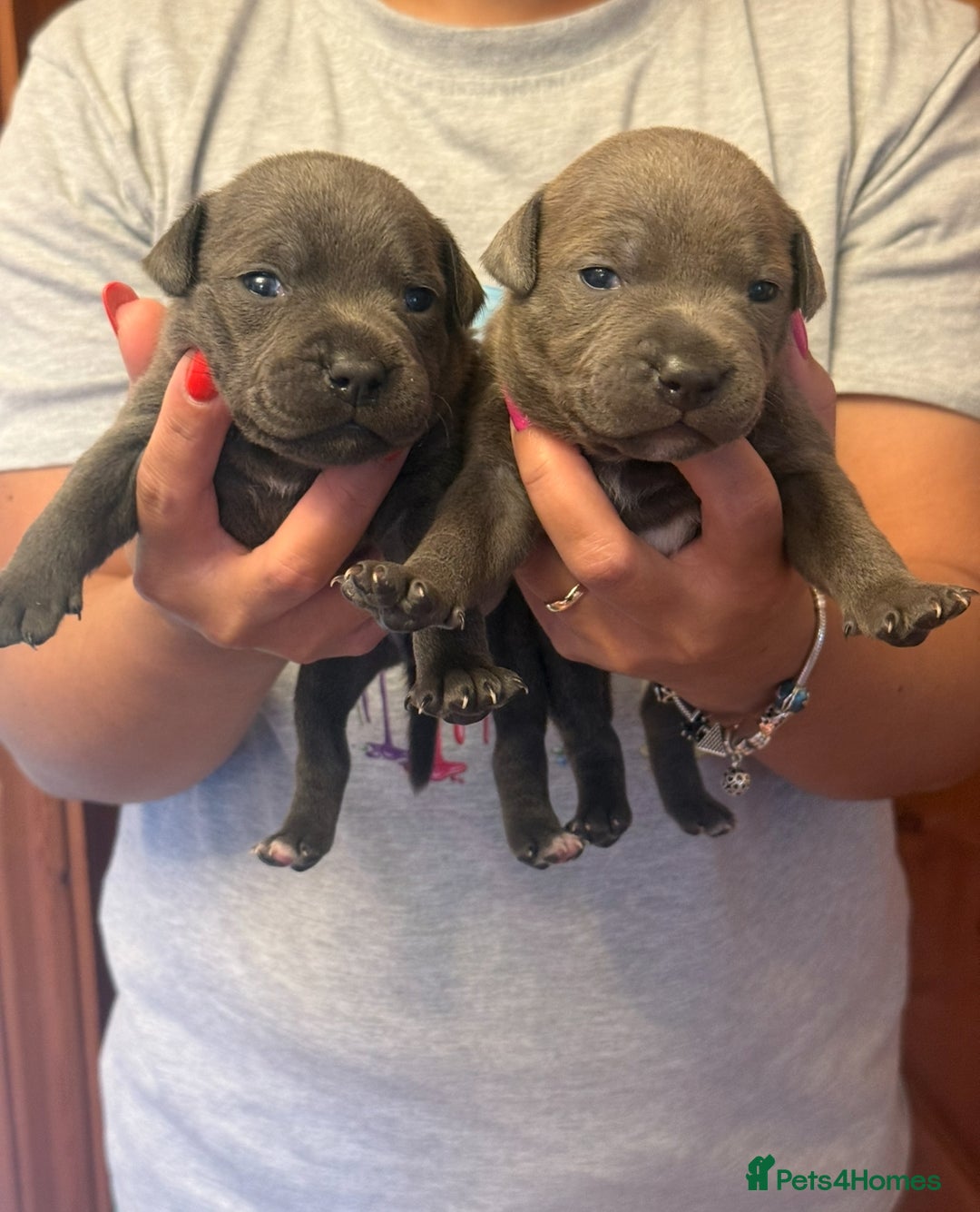 Staffordshire Bull Terrier dogs for sale: Adorable KC Reg/Health Tested SBT Puppies - Image 23