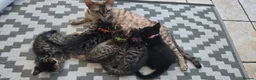 Mixed Breed cats for sale: Stunning mixed Bengal breed in Ilford - Advert 4