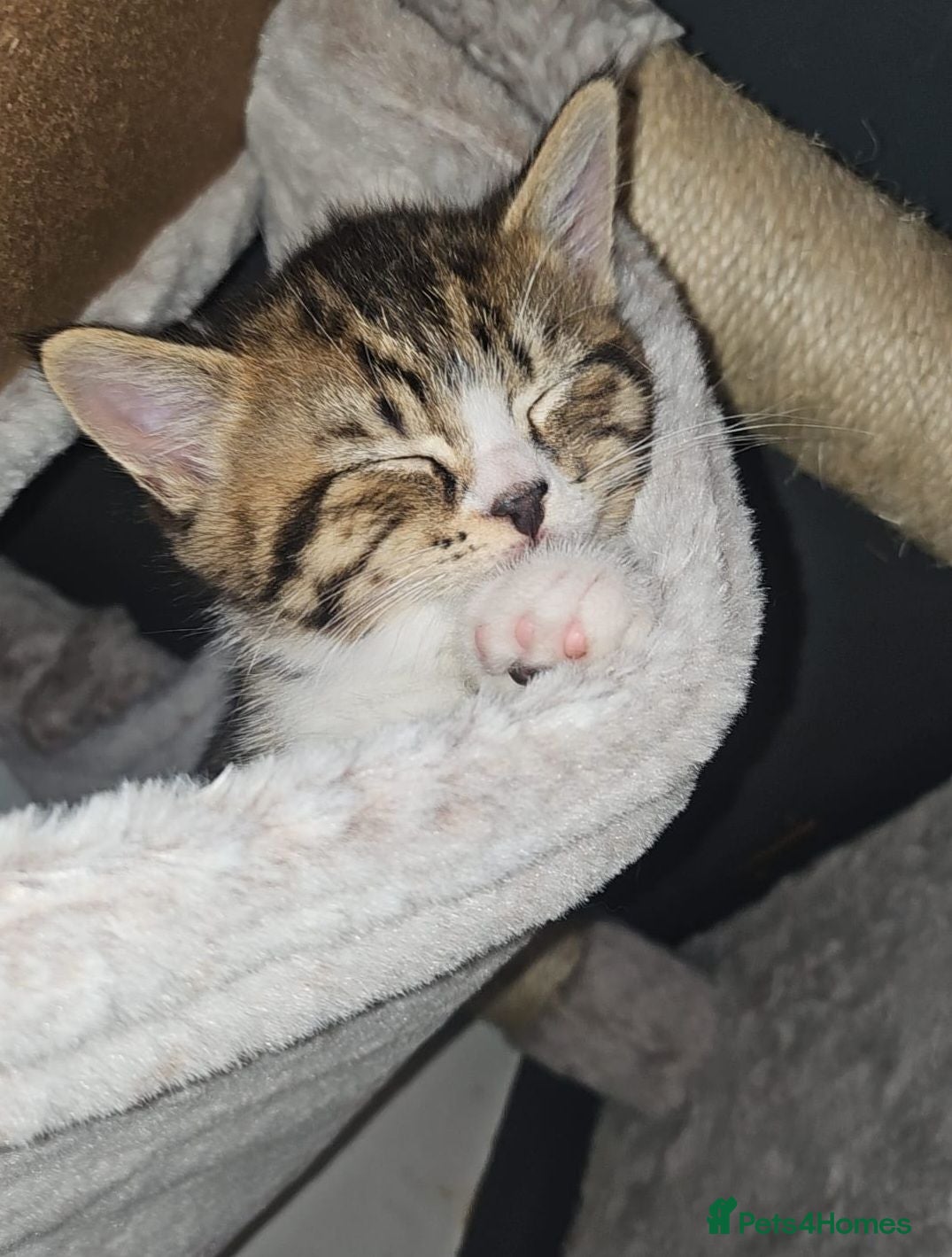 Mixed Breed cats Gorgeous house raised kittens  - Advert 2