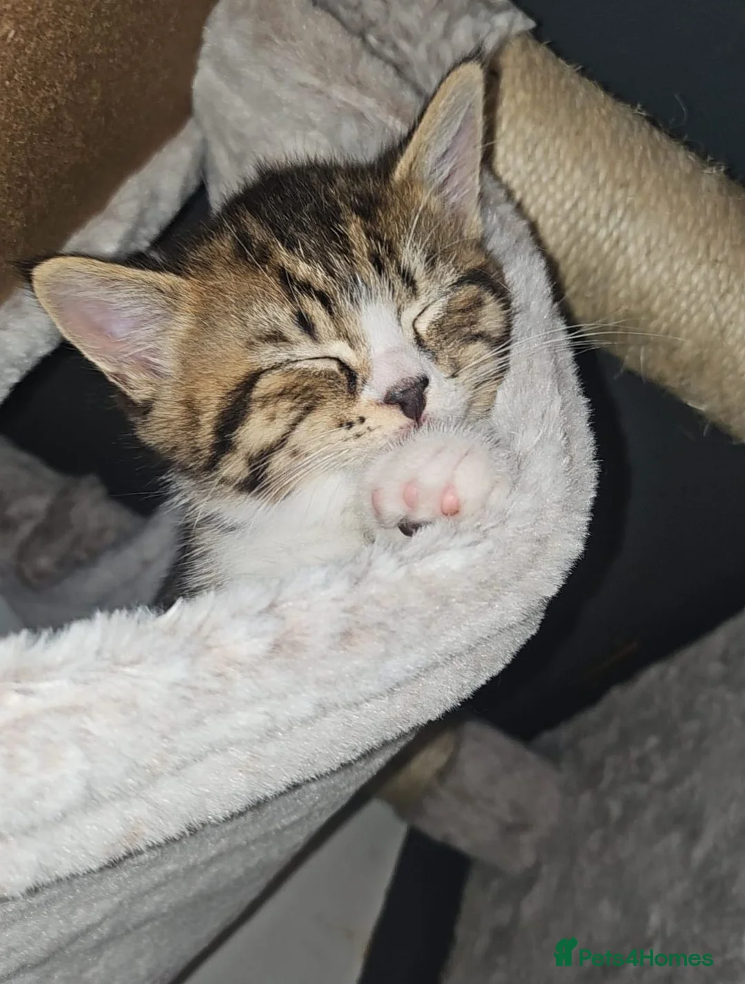 Mixed Breed cats for sale: Gorgeous house raised kittens  - Advert 2