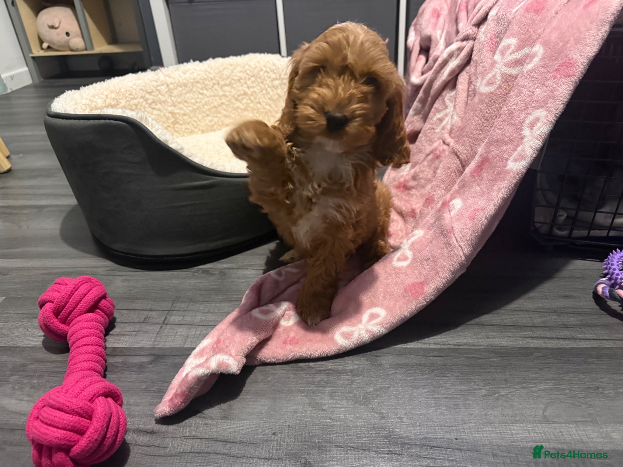 Cockapoo dogs for sale: Ginger the Cockapoo - Advert 9