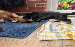 German Shepherd dogs for sale: KC show line German Shepherd puppies - Image 25