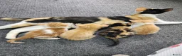 Mixed Breed cats for sale: Playful and Sweet Kittens Looking for a New Home! - Advert 5