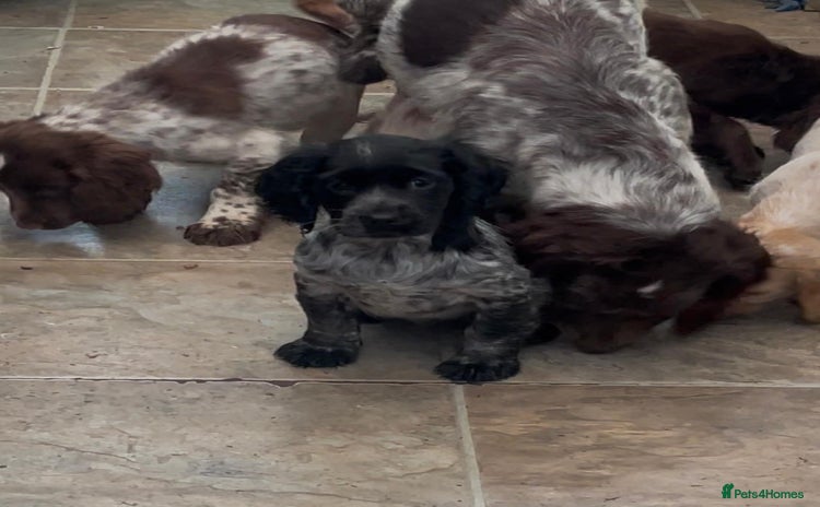 Cocker Spaniel dogs - Advert 9