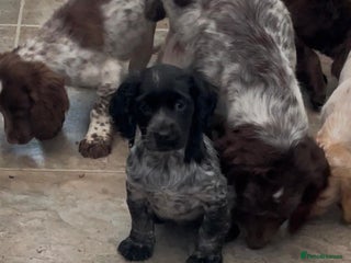 Cocker Spaniel dogs - Advert 28