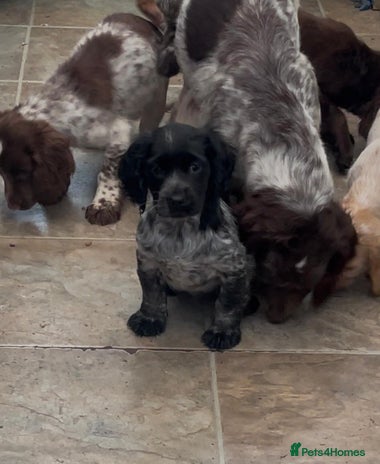 Cocker Spaniel dogs - Advert 9