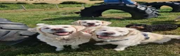 Golden Retriever dogs for sale: Stunning Cream KC registered Golden Retrievers  - Advert 8