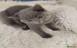 British Shorthair cats for sale: Last gorgeous pedegree kitten ready to leave.   - Advert 1