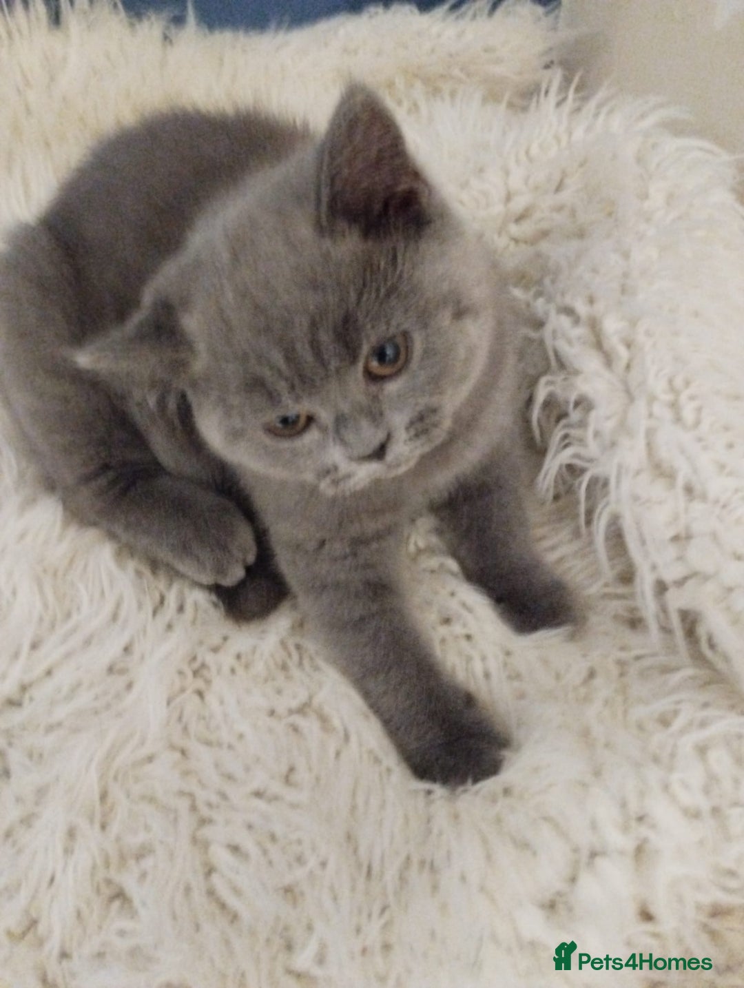 British Shorthair cats for sale: Last gorgeous pedegree kitten ready to leave.   - Advert 1
