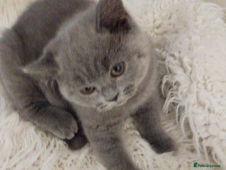British Shorthair cats for sale: Last gorgeous pedegree kitten ready to leave. - Advert 1