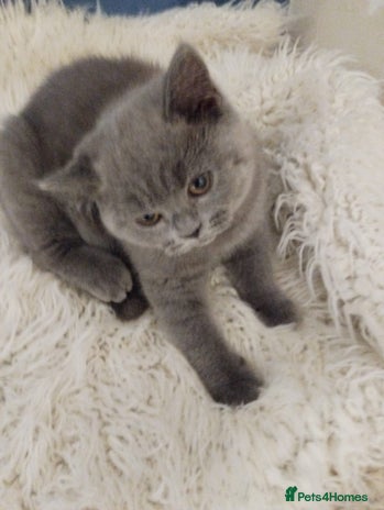 British Shorthair cats Last gorgeous pedegree kitten ready to leave. - Advert 9